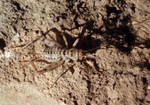 Petaloptila sp.